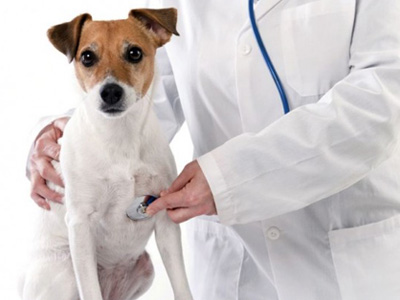 Chăm sóc thú cưng