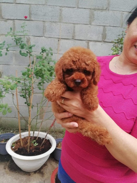 Poodle nâu đỏ cái 03